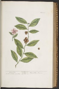Plate 351, from 