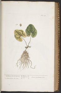 Plate 359, from 