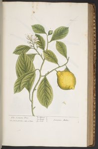 Plate 362, from 