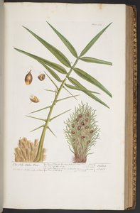 Plate 363, from 