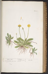Plate 365, from 