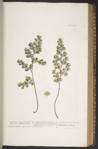 Plate 367, from 