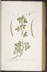 Plate 384, from 