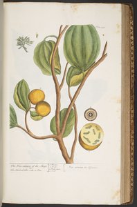 Plate 395, from 