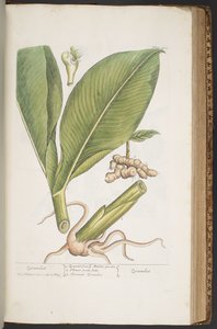 Plate 402, from 
