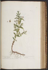 Plate 411, from A Curious Herbal