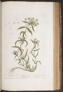 Plate 412, from 