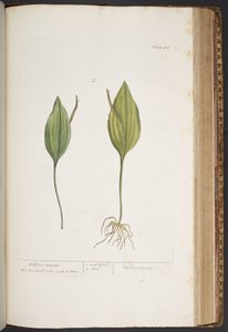 Plate 416, from 
