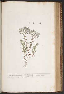 Plate 428, from 