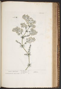 Plate 435, Ladies Bedstraw, from 