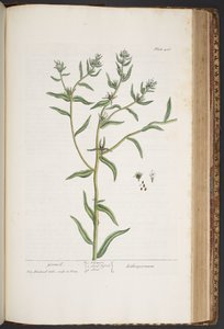 Plate 436, from A Curious Herbal by Elizabeth Blackwell