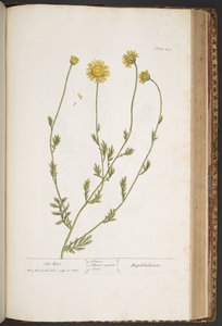 Plate 439, from 