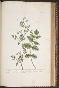 Plate 442, from 