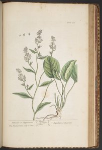 Plate 448, from 