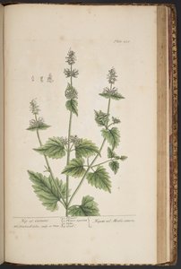 Plate 455, from A Curious Herbal