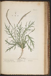 Plate 460, from A Curious Herbal by Elizabeth Blackwell