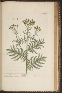 Plate 464, from A Curious Herbal