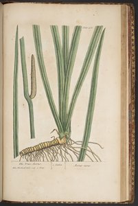Plate 466, from A Curious Herbal