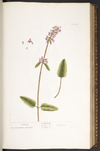 Plate 46, Betony, from 