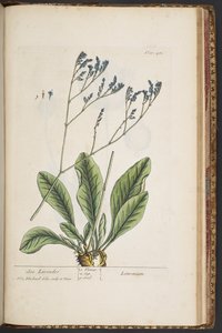 Plate 481, from A Curious Herbal by Elizabeth Blackwell