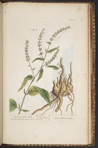 Plate 491, from 