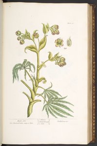 Plate 57, Bears foot, from 