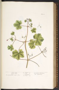 Plate 58, Dove