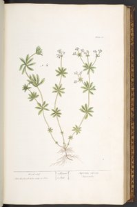 Plate 60, Wood-roof from 