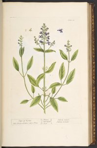 Plate 71, from 