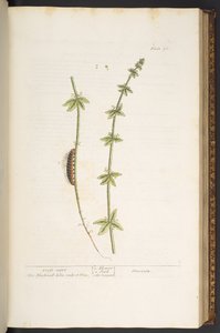 Plate 76, Cross Wort, from 