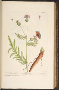 Plate 93, from 
