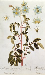 Potato Flowers, plate from 
