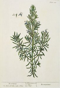 Rosmarinus Officinalis by Elizabeth Blackwell