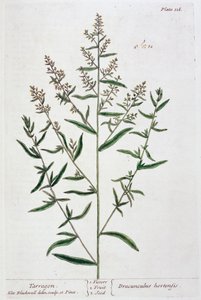 Tarragon