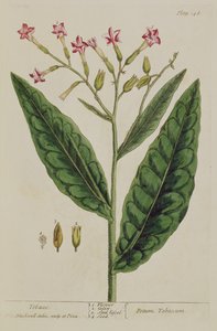 Tobacco, plate 146 from 