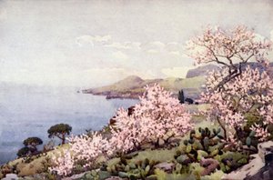 Almond Blossom