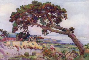 The Canary Pine by Ella Du Cane