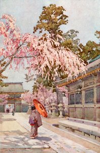 The Drooping Cherry