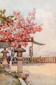 The Pink Cherry