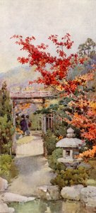 The Scarlet Maple