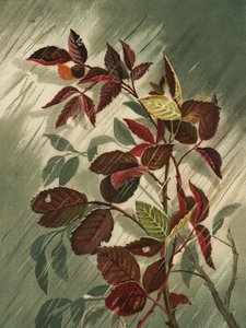 Autumn Leaves In the Rain