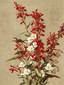 Cardinal Flowers