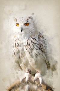 Majestic Snowy Owl Gaze