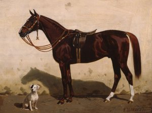 Saddled Fox with Dog