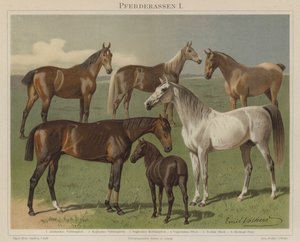 Horse Breeds by Emil Volkers