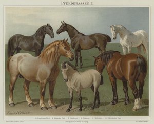 Horse Breeds by Emil Volkers
