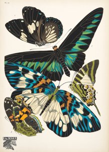 Plate 10, from Papillons, pub. 1925 by Émile Allain Séguy