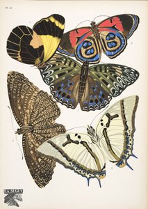 Plate 12, from Butterflies, pub. 1925 by Émile Allain Séguy