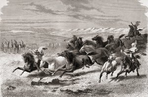 Argentinian gauchos rounding up wild horses, illustration from 