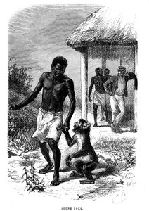 Young Soko monkey in Africa. Engraving by Emile Bayard (1837-1891) illustrating the last stories of explorer David Livingstone
